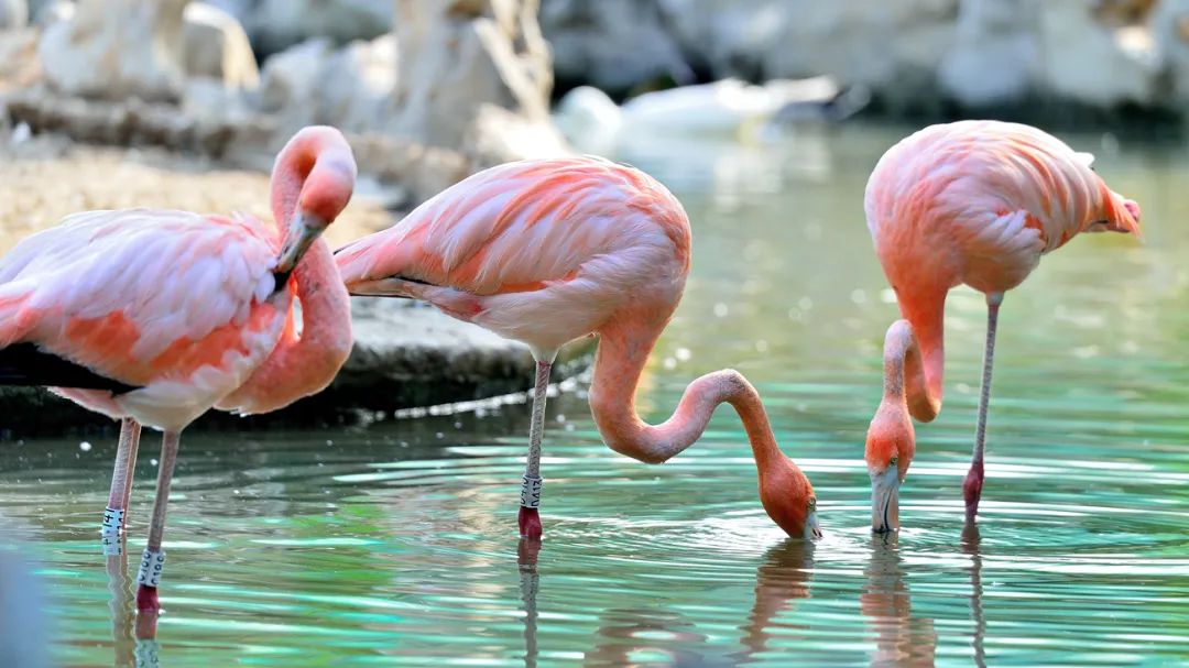 天津绿博园的风景和介绍_天津绿博园旅游攻略_天津绿博园门票