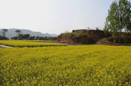 济南去台儿庄古城怎么坐车_济南到台儿庄古城游玩攻略_济南到台儿庄古城旅游攻略