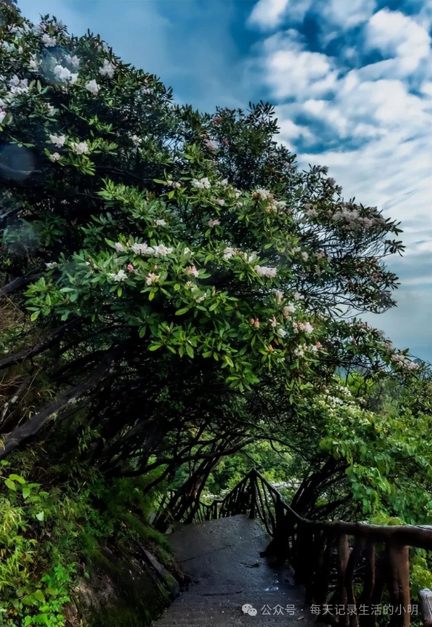 三清三旅游攻_三清山2日游旅游攻略_三清山旅游攻略自驾游二日游