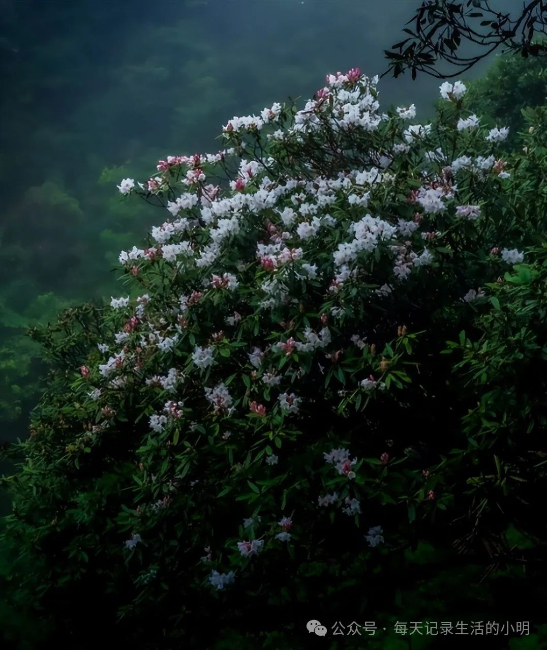 三清三旅游攻_三清山旅游攻略自驾游二日游_三清山2日游旅游攻略
