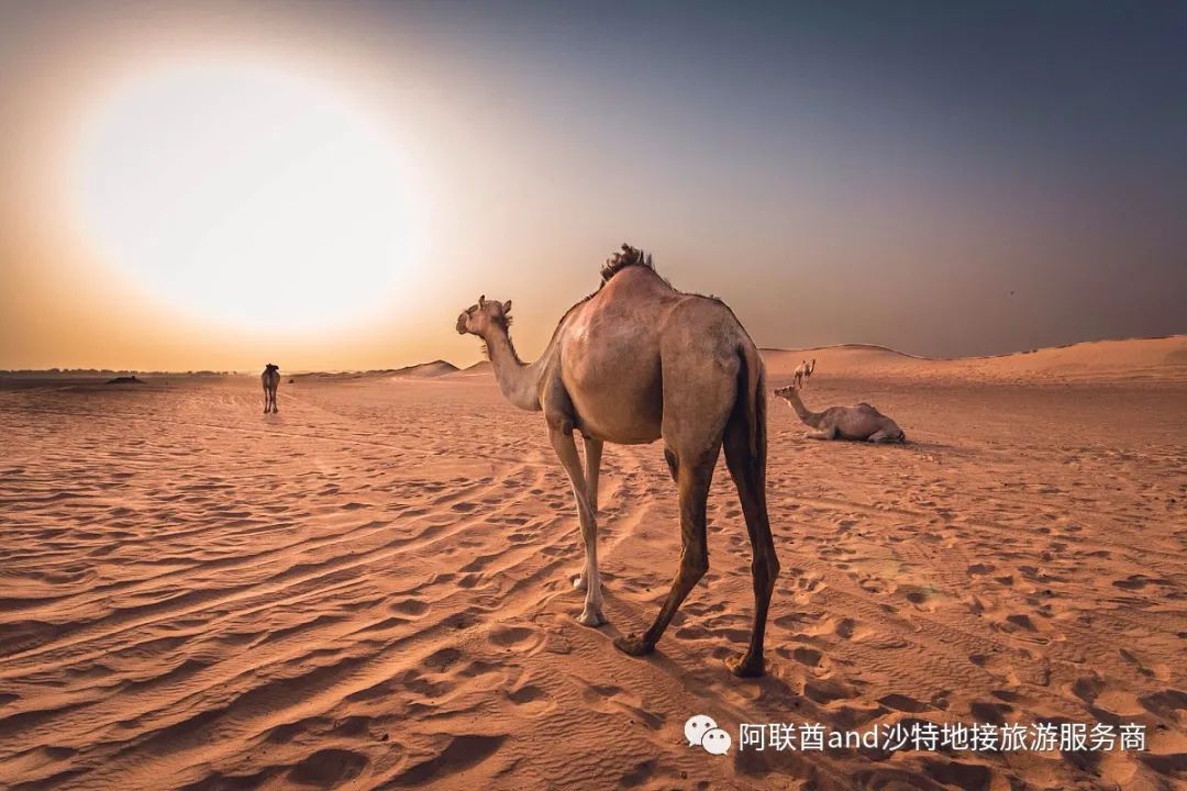 迪拜适合旅游的月份_1月迪拜旅游攻略_迪拜旅游2021