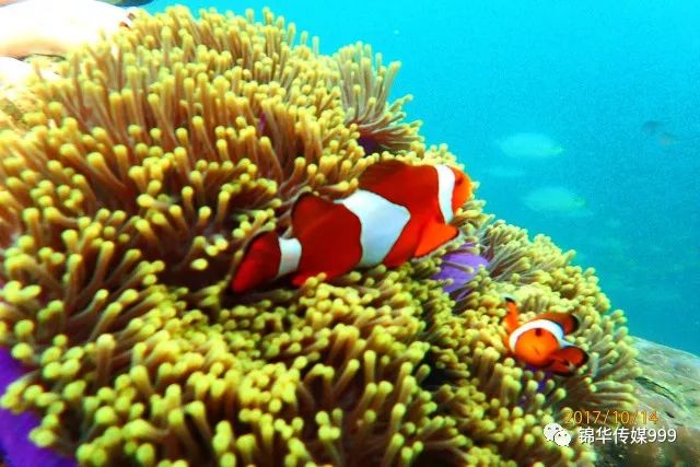 泰国珊瑚岛旅游攻略_泰国珊瑚岛攻略旅游路线_珊瑚海泰国