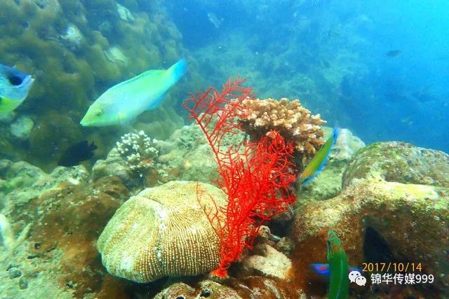 泰国珊瑚岛旅游攻略_泰国珊瑚岛攻略旅游路线_珊瑚海泰国