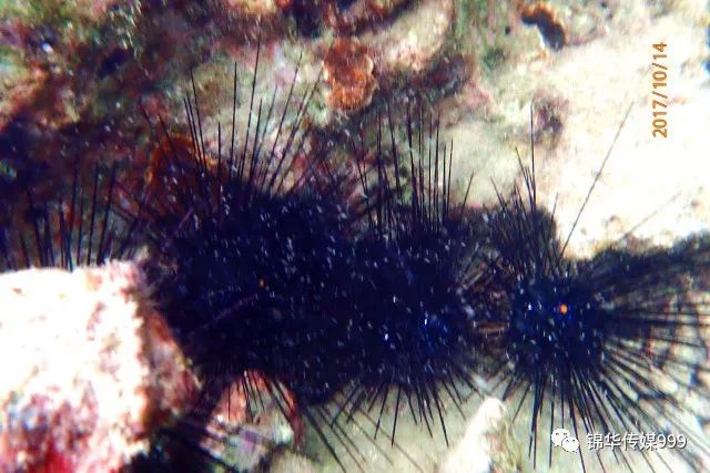 泰国珊瑚岛攻略旅游路线_泰国珊瑚岛旅游攻略_珊瑚海泰国