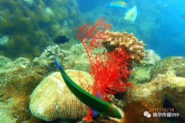 泰国珊瑚岛攻略旅游路线_珊瑚海泰国_泰国珊瑚岛旅游攻略