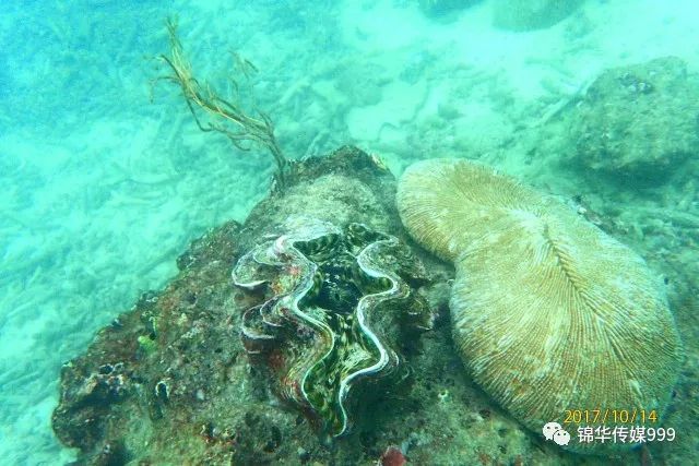 泰国珊瑚岛攻略旅游路线_泰国珊瑚岛旅游攻略_珊瑚海泰国