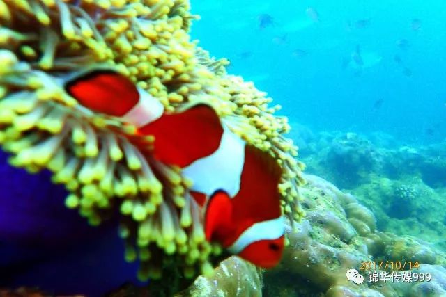 珊瑚海泰国_泰国珊瑚岛攻略旅游路线_泰国珊瑚岛旅游攻略