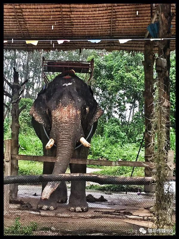 泰国珊瑚岛攻略旅游路线_泰国珊瑚岛旅游攻略_珊瑚海泰国