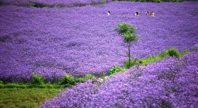 贵阳高铁攻略旅游线路_贵阳高铁攻略旅游路线图_贵阳高铁旅游攻略