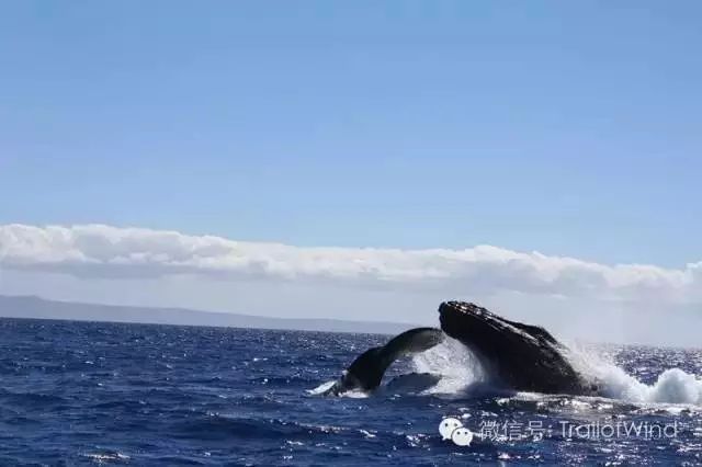 夏威夷大岛旅游攻略-夏威夷大岛一日游(图39) 夏威夷大岛景点_夏威夷大岛旅游攻略_夏威夷大岛一日游