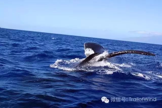 夏威夷大岛旅游攻略-夏威夷大岛一日游(图40) 夏威夷大岛旅游攻略_夏威夷大岛景点_夏威夷大岛一日游