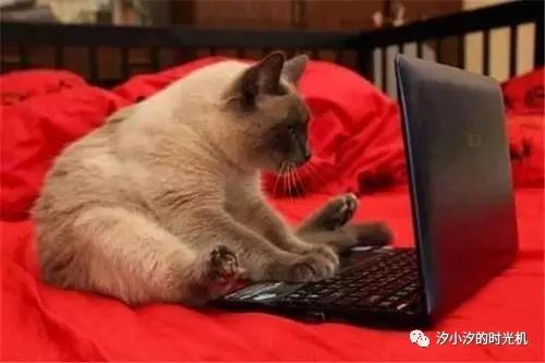 西双版纳旅游攻略艺龙_西双版纳旅游度假酒店_西双版纳超文艺小众旅游攻略