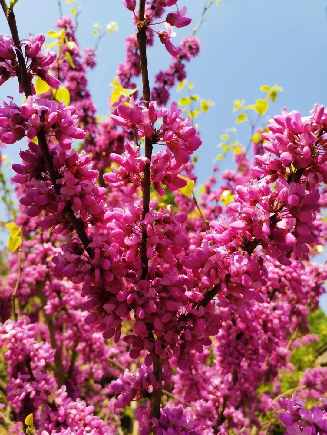 成都到理县旅游攻略-成都到理县三日自驾游攻略(图21) 成都到理县旅游攻略_成都到理县三日自驾游攻略_成都至理县游玩线路