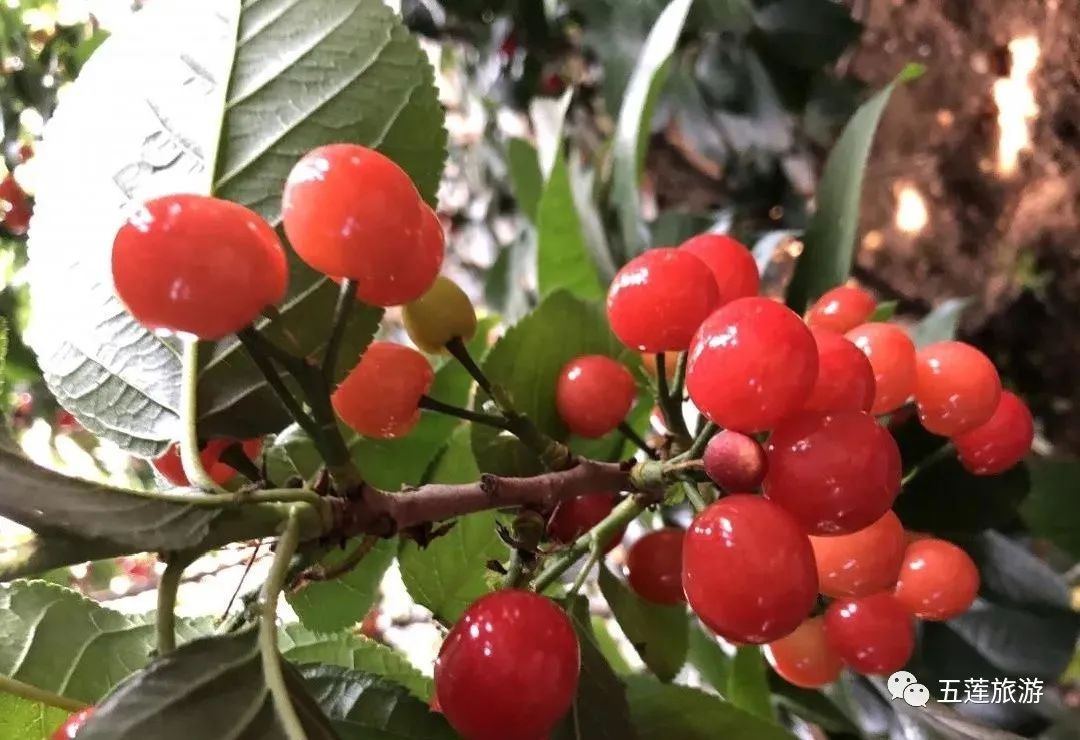 九仙山旅游攻略-仙山景区在哪里(图35) 攻略仙山旅游的地方_仙山景区在哪里_九仙山旅游攻略