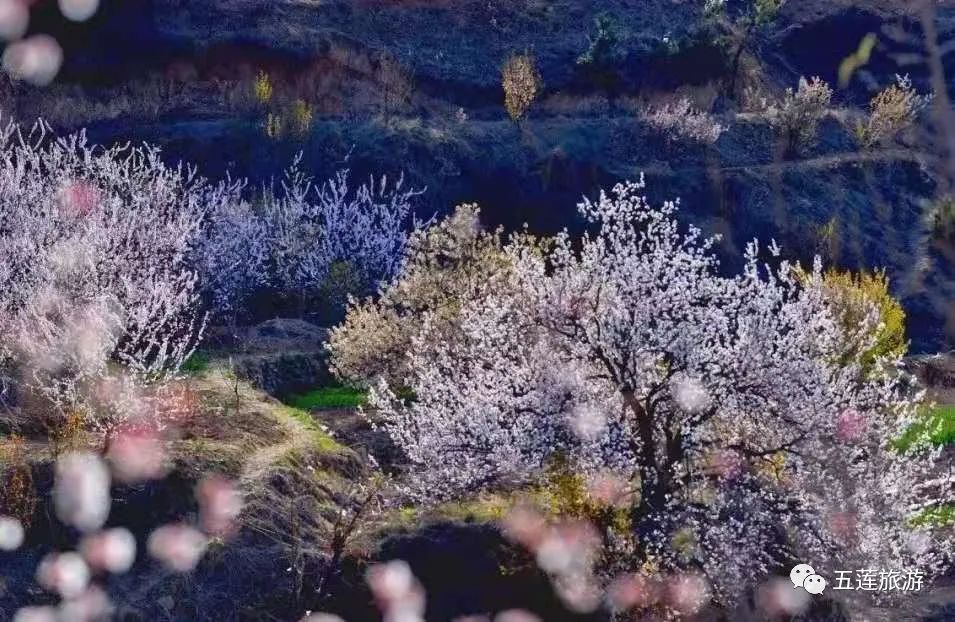 九仙山旅游攻略-仙山景区在哪里(图6) 仙山景区在哪里_攻略仙山旅游的地方_九仙山旅游攻略