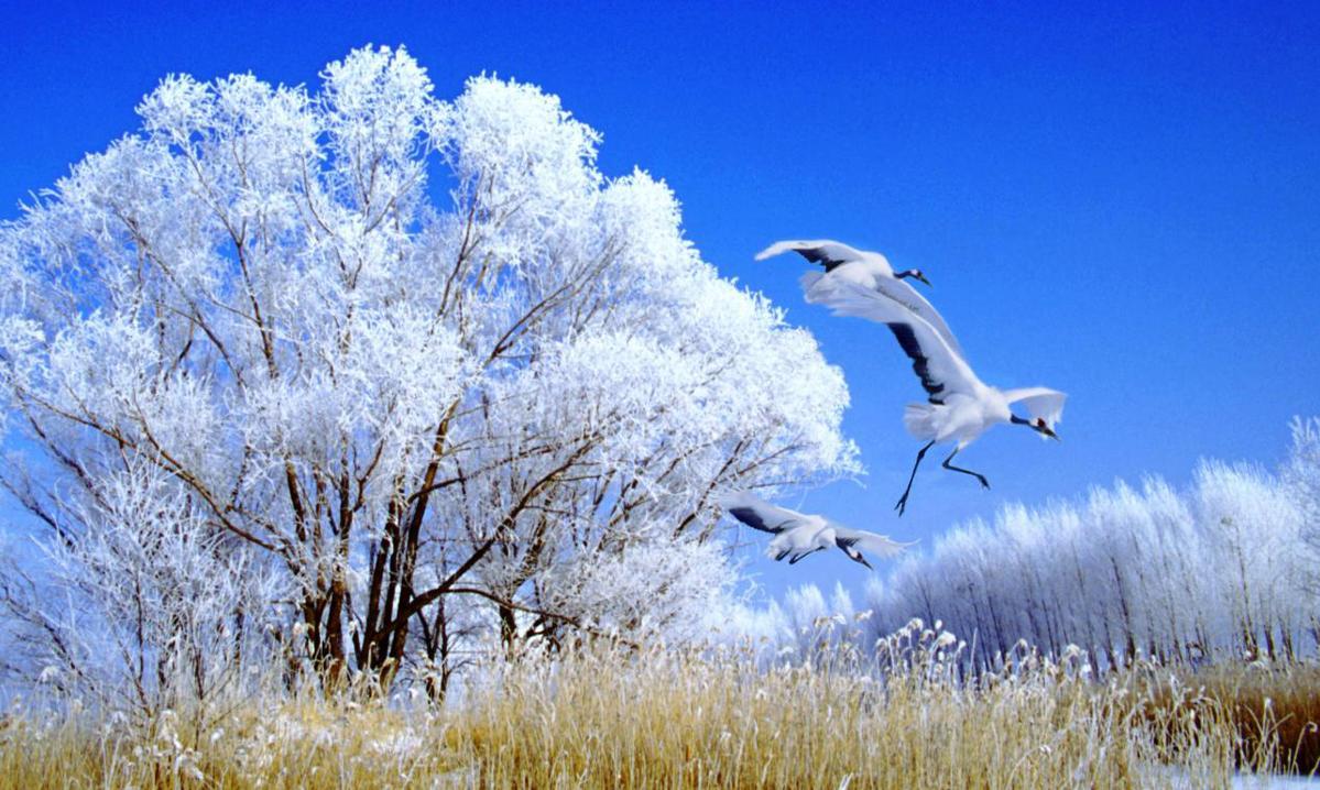 大庆到伊春旅游攻略-大庆到伊春三日游攻略(图4) 大庆去伊春旅游报价_大庆到伊春旅游攻略_大庆到伊春三日游攻略