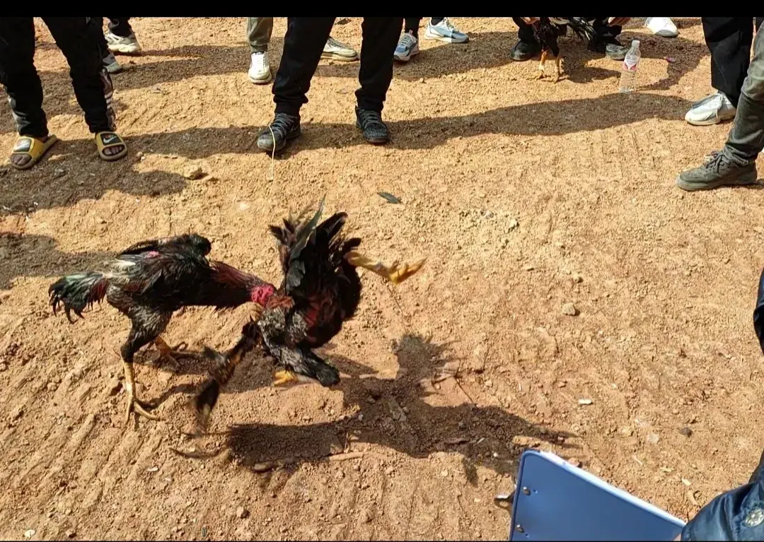 贵州西江苗寨mbi_贵州省西江苗寨旅游_贵州西江苗寨旅游攻略