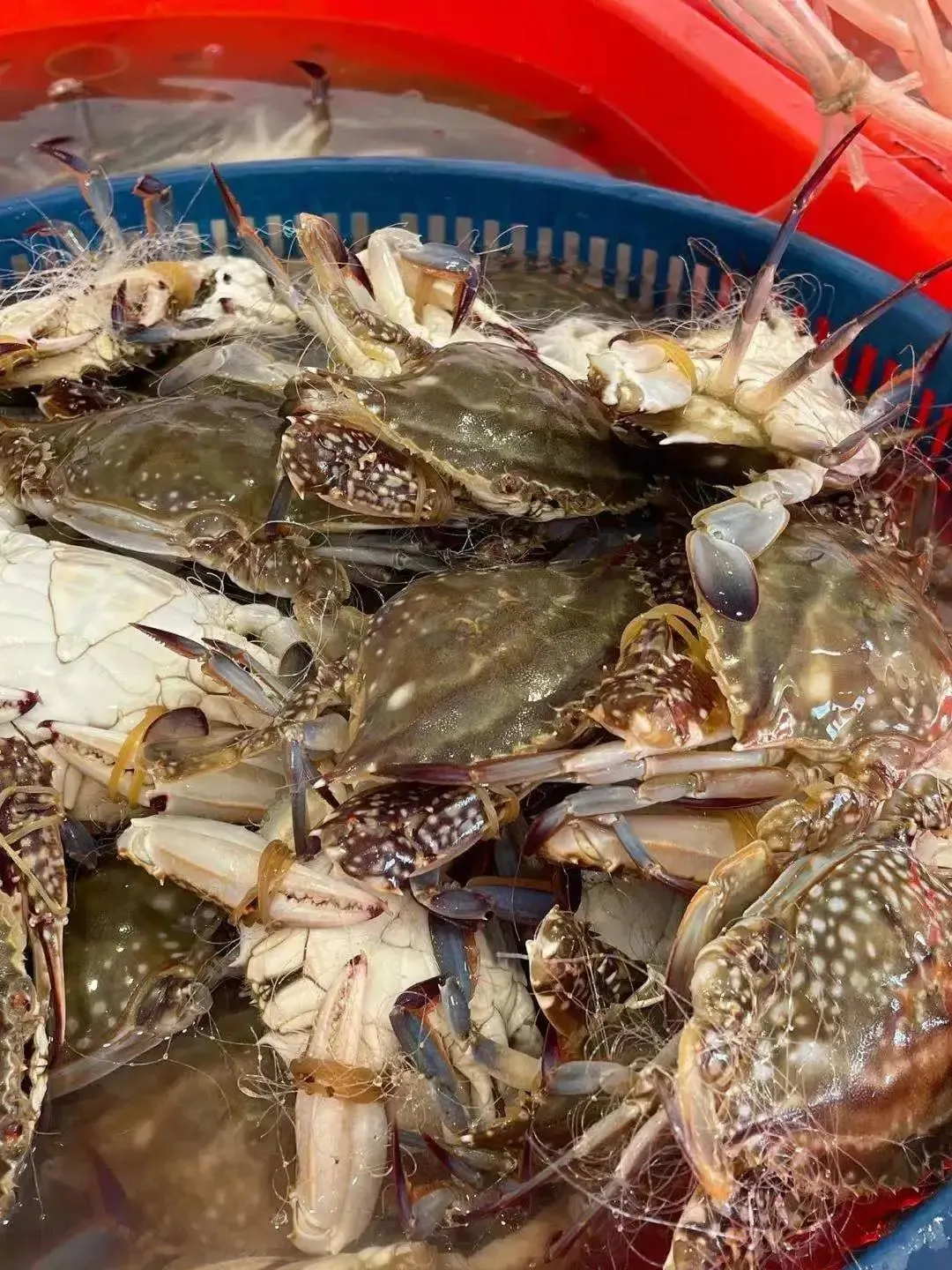 宁波到枸杞岛旅游攻略-宁波怎么枸杞岛(图56) 宁波枸杞岛图片大全_宁波到枸杞岛旅游攻略_宁波怎么枸杞岛