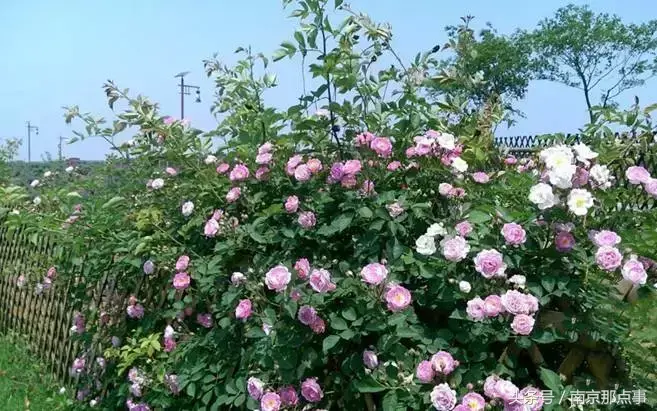 江宁黄龙岘旅游攻略_江宁黄龙岘旅游攻略_江宁黄龙岘旅游攻略