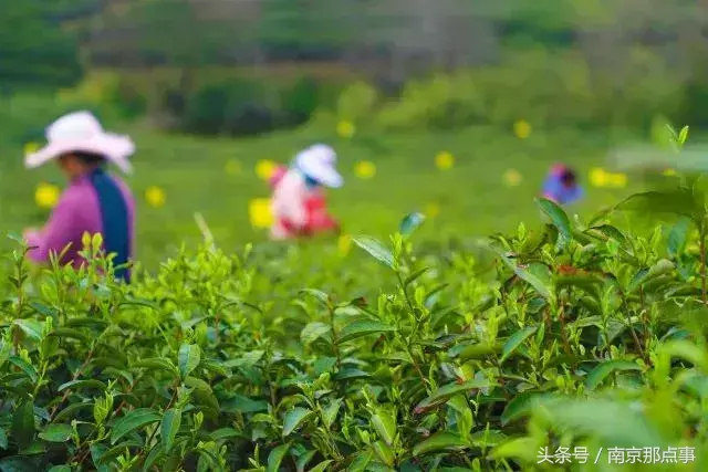 江宁黄龙岘旅游攻略_江宁黄龙岘旅游攻略_江宁黄龙岘旅游攻略