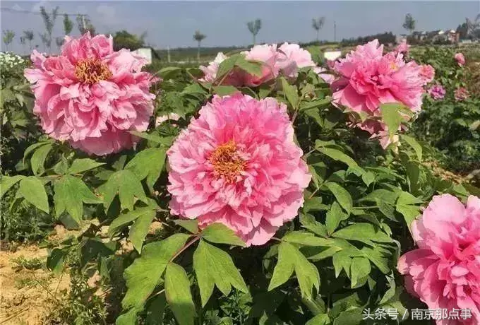 江宁黄龙岘旅游攻略_江宁黄龙岘旅游攻略_江宁黄龙岘旅游攻略