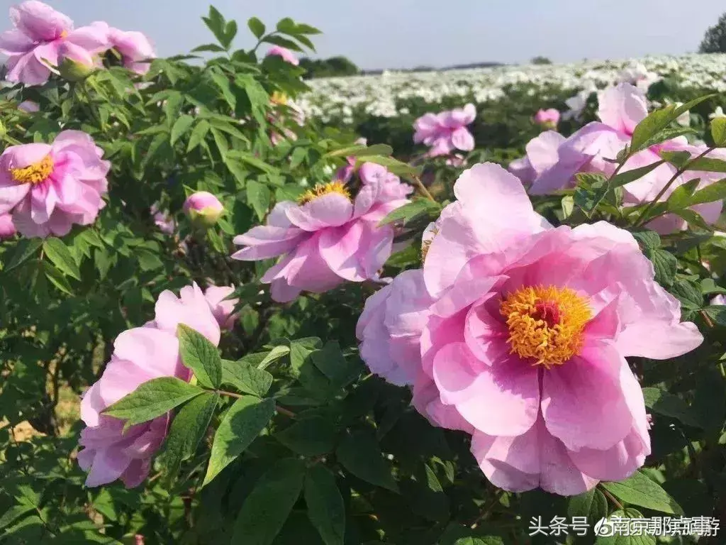 江宁黄龙岘旅游攻略_江宁黄龙岘旅游攻略_江宁黄龙岘旅游攻略