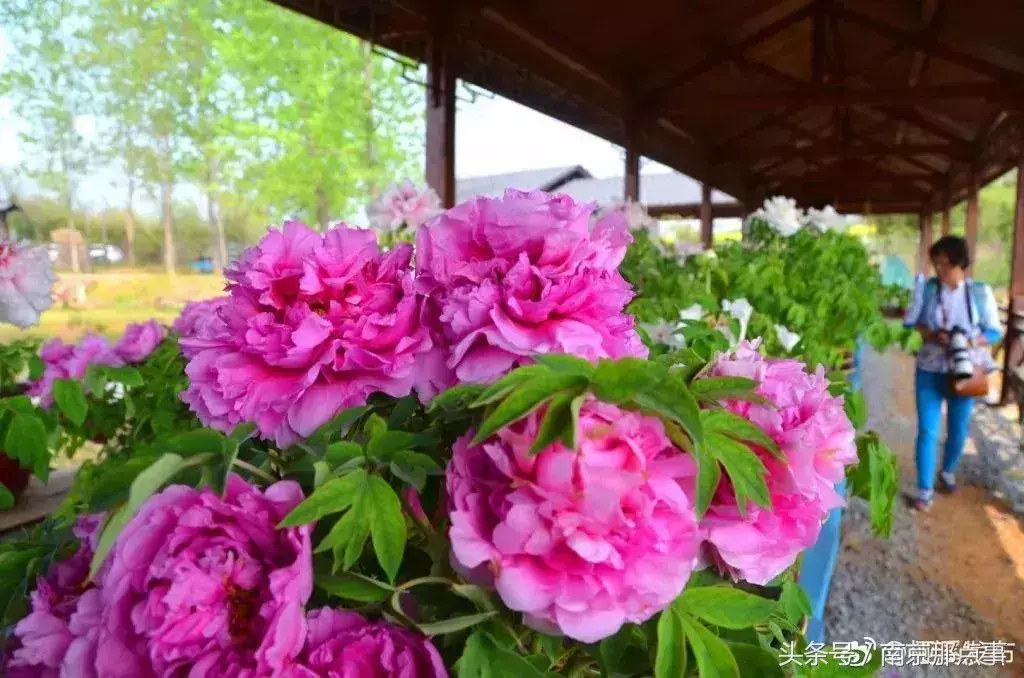 江宁黄龙岘旅游攻略_江宁黄龙岘旅游攻略_江宁黄龙岘旅游攻略