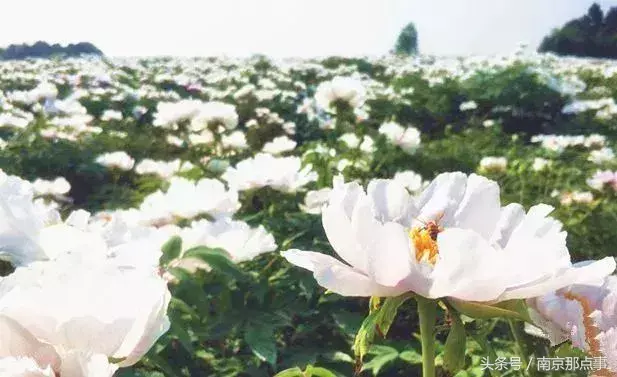 江宁黄龙岘旅游攻略_江宁黄龙岘旅游攻略_江宁黄龙岘旅游攻略