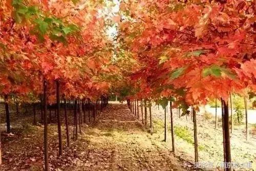 江宁黄龙岘旅游攻略_江宁黄龙岘旅游攻略_江宁黄龙岘旅游攻略