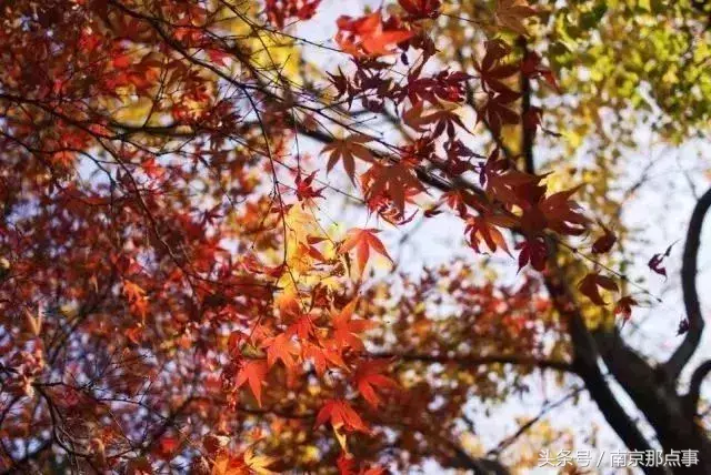 江宁黄龙岘旅游攻略_江宁黄龙岘旅游攻略_江宁黄龙岘旅游攻略