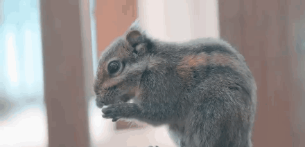 瓦屋山国家森林公园旅游攻略-瓦屋山森林公园视频(图10) 瓦屋山国家森林公园旅游攻略_瓦屋山国家公园介绍_瓦屋山森林公园视频