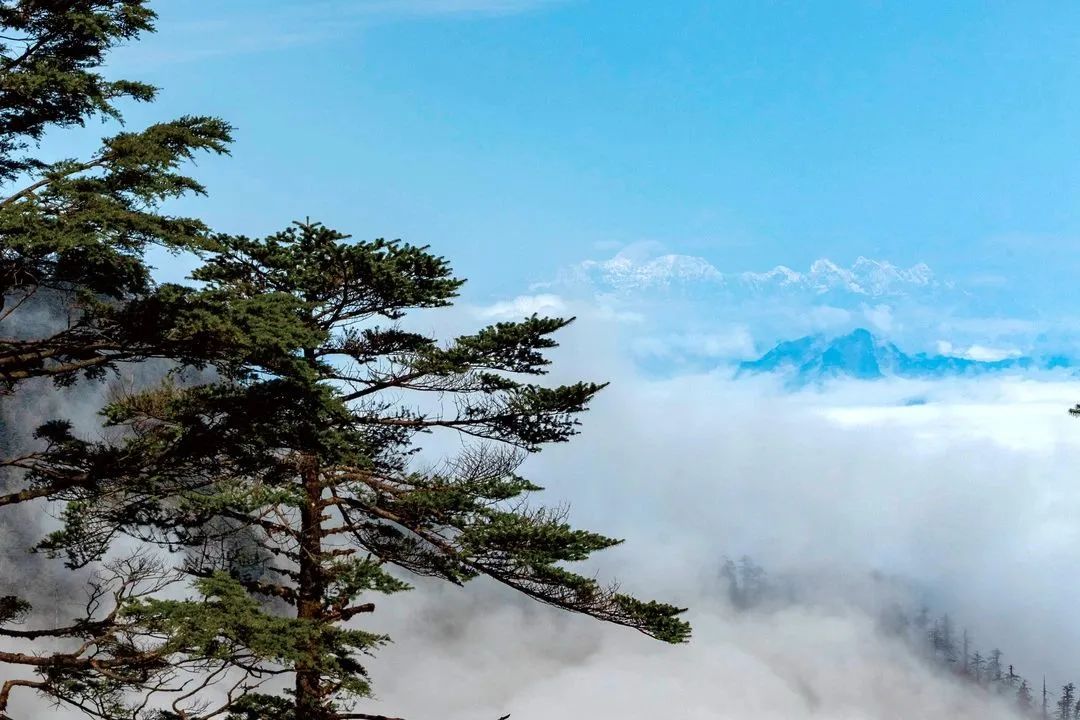 瓦屋山国家森林公园旅游攻略-瓦屋山森林公园视频(图15) 瓦屋山森林公园视频_瓦屋山国家公园介绍_瓦屋山国家森林公园旅游攻略