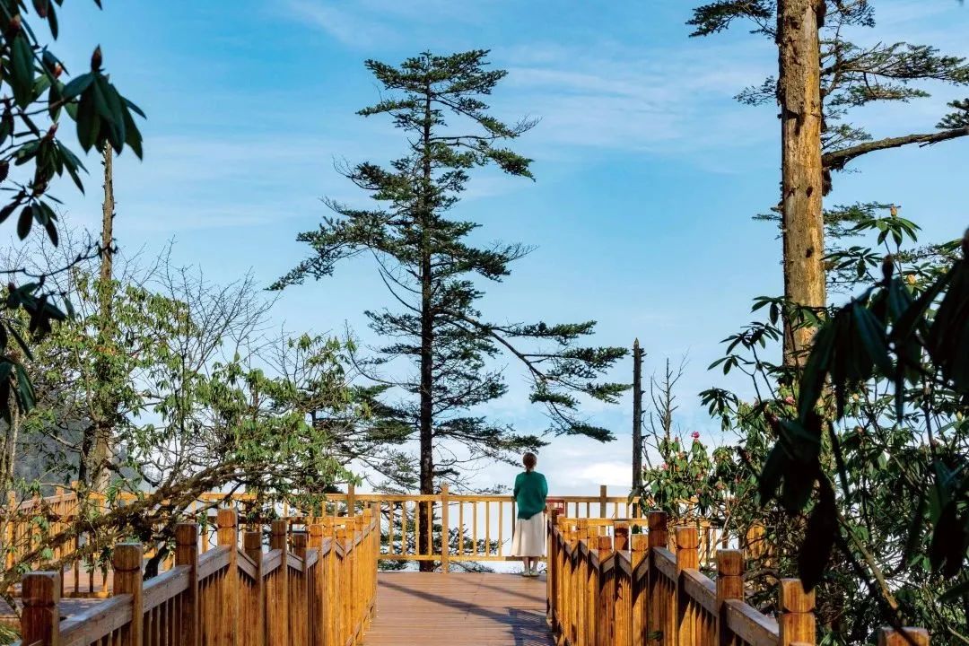 瓦屋山国家森林公园旅游攻略-瓦屋山森林公园视频(图17) 瓦屋山森林公园视频_瓦屋山国家公园介绍_瓦屋山国家森林公园旅游攻略