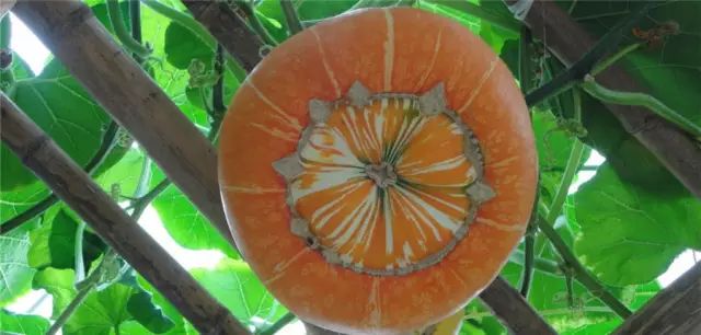 绵阳药王谷旅游攻略-绵阳攻略(图23) 绵阳攻略_绵阳药王谷几月适合去_绵阳药王谷旅游攻略