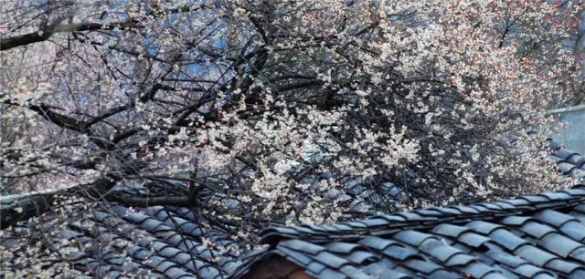 绵阳药王谷旅游攻略-绵阳攻略(图29) 绵阳药王谷几月适合去_绵阳攻略_绵阳药王谷旅游攻略