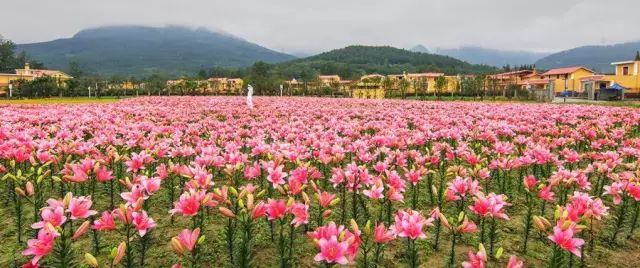 绵阳药王谷旅游攻略-绵阳攻略(图40) 绵阳攻略_绵阳药王谷旅游攻略_绵阳药王谷几月适合去