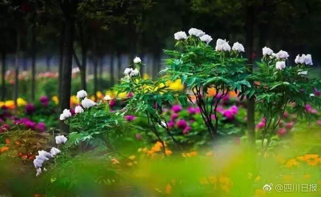 绵阳药王谷旅游攻略-绵阳攻略(图14) 绵阳药王谷旅游攻略_绵阳攻略_绵阳药王谷好玩吗