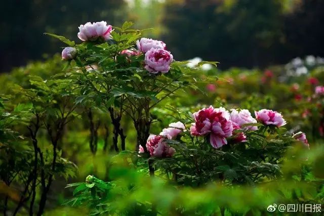 绵阳药王谷旅游攻略-绵阳攻略(图15) 绵阳攻略_绵阳药王谷旅游攻略_绵阳药王谷好玩吗