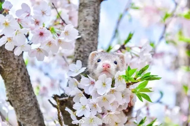 绵阳药王谷旅游攻略-绵阳攻略(图17) 绵阳药王谷旅游攻略_绵阳药王谷好玩吗_绵阳攻略