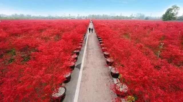 绵阳药王谷旅游攻略-绵阳攻略(图19) 绵阳攻略_绵阳药王谷好玩吗_绵阳药王谷旅游攻略