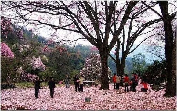 绵阳药王谷旅游攻略-绵阳攻略(图4) 绵阳攻略_绵阳药王谷好玩吗_绵阳药王谷旅游攻略