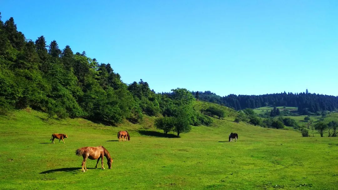 攻略重庆旅游的地方_攻略重庆旅游景点路线_重庆一日旅游攻略
