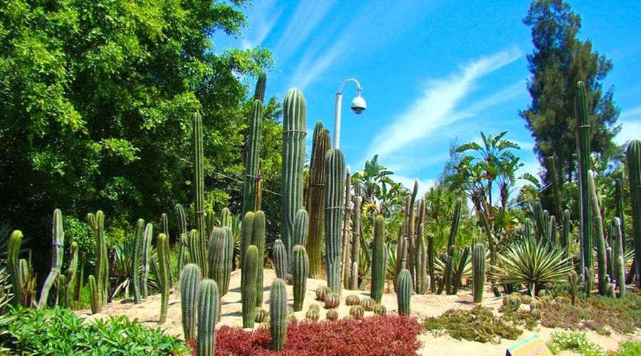 鼓浪屿冬季气温情况_鼓浪屿旅游攻略冬天_冬天的鼓浪屿景色描写