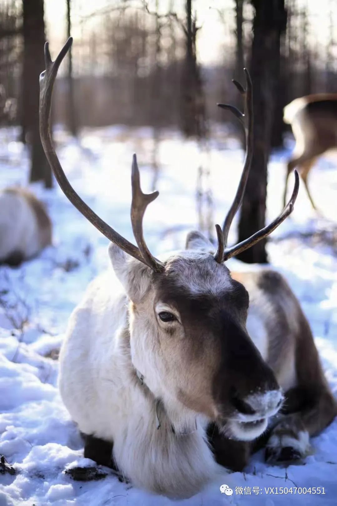 呼伦贝尔室韦旅游攻略_呼伦贝尔旅行_呼伦贝尔旅游项目