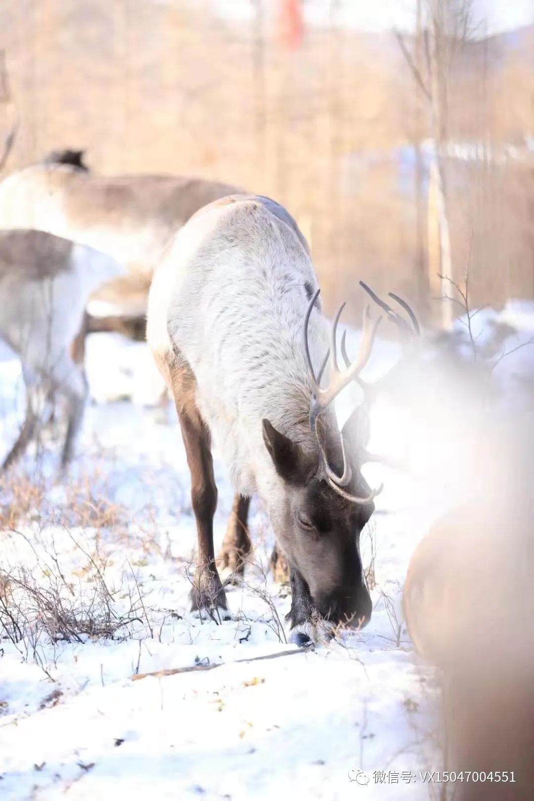 呼伦贝尔旅行_呼伦贝尔旅游项目_呼伦贝尔室韦旅游攻略