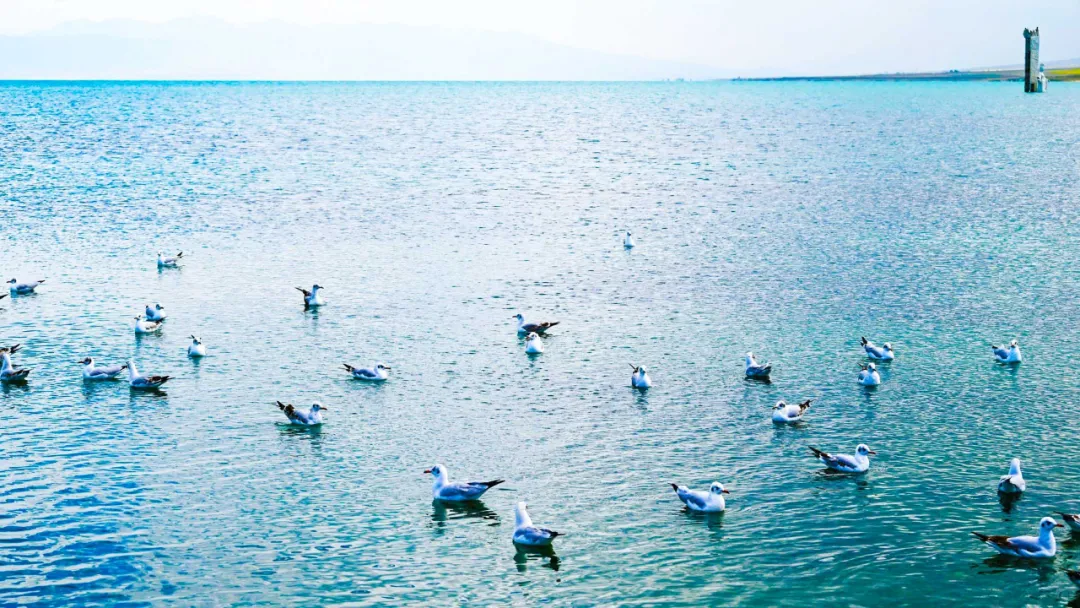 兰州到沙湖开车几个小时_兰州到沙湖旅游攻略_兰州去沙漠最近怎么走