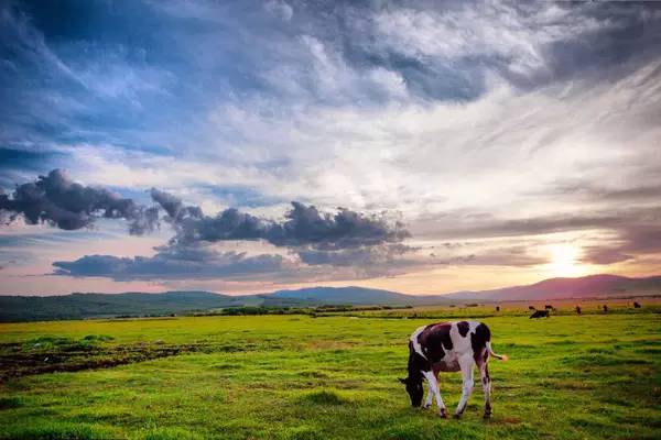 内蒙古草原旅游攻略必玩_内蒙古草原旅游攻略_内蒙古攻略草原旅游胜地