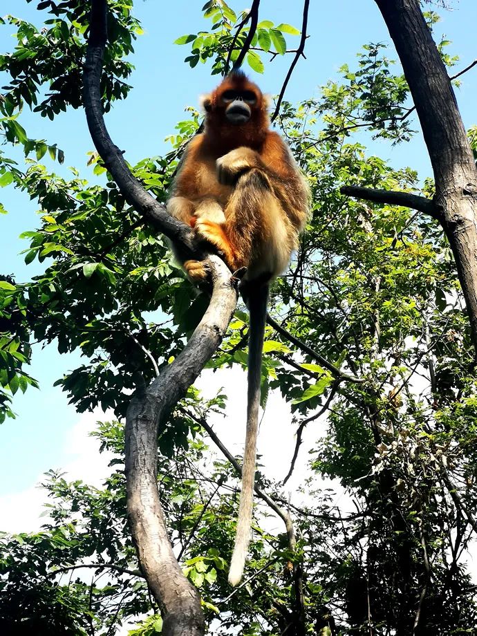 甘肃天水康县旅游攻略_甘肃天水景点_甘肃天水旅游攻略游记