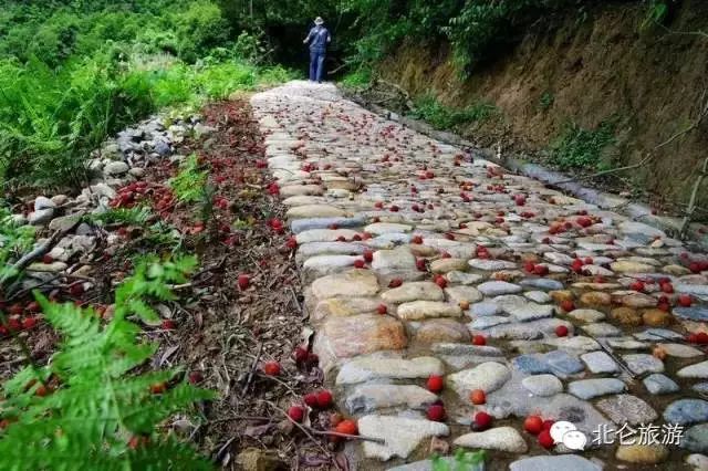 北仑九峰山旅游攻略-攻略旅游北仑峰山路线(图11) 北仑九峰山旅游攻略_北仑白峰哪里好玩_攻略旅游北仑峰山路线