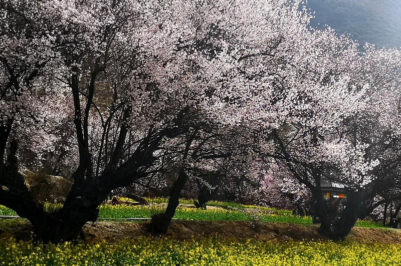 西藏墨脱旅游攻略-西藏墨脱旅游景点笔记(图4) 西藏墨脱旅游视频_西藏墨脱旅游攻略_西藏墨脱旅游景点笔记